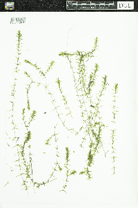 Elodea nuttallii image