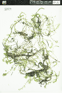 Elodea nuttallii image