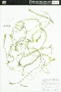 Elodea nuttallii image