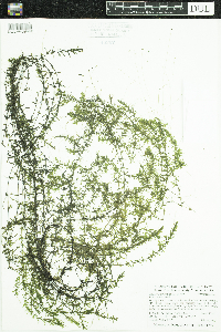 Elodea nuttallii image