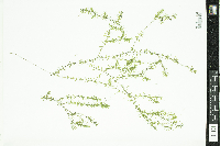 Elodea nuttallii image