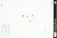 Najas flexilis image