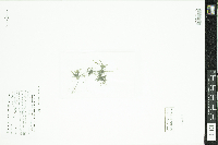 Najas flexilis image