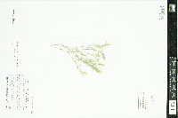 Najas flexilis image