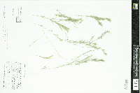 Najas flexilis image