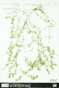 Najas flexilis image