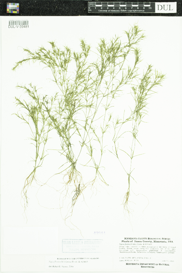 Najas flexilis image