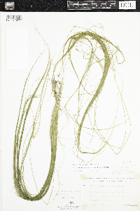 Schoenoplectus subterminalis image