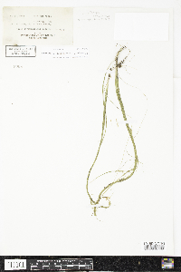 Schoenoplectus subterminalis image