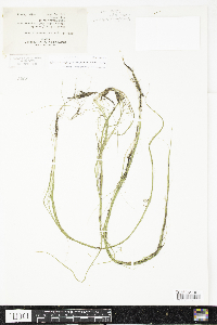 Schoenoplectus subterminalis image