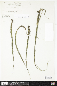 Schoenoplectus subterminalis image