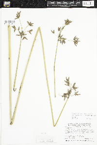 Schoenoplectus acutus image
