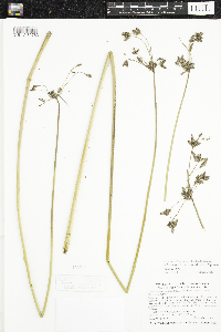 Schoenoplectus acutus image
