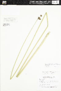 Schoenoplectus acutus image