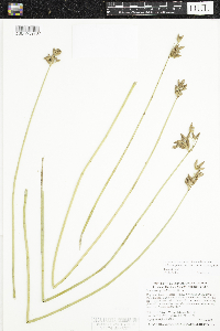 Schoenoplectus acutus image