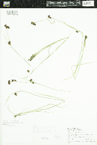 Rhynchospora capitellata image