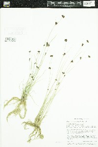 Rhynchospora capitellata image