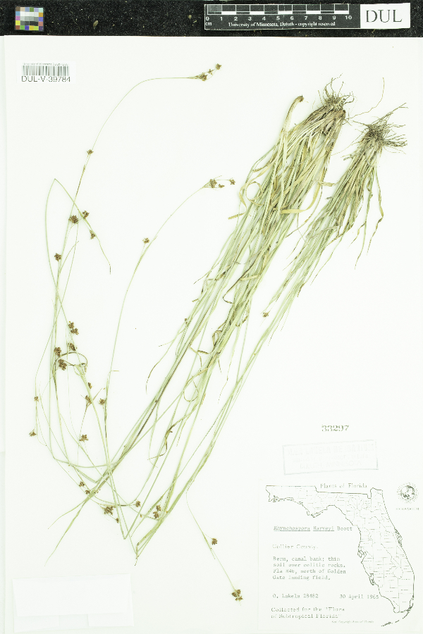 Rhynchospora harveyi image