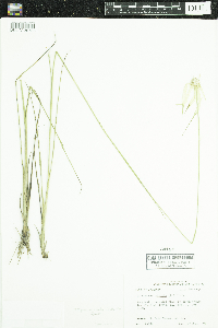 Rhynchospora colorata image