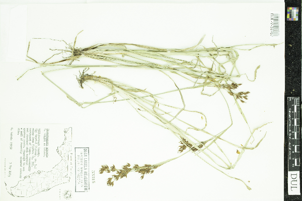 Rhynchospora odorata image