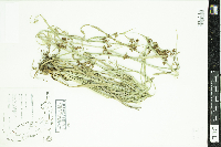 Rhynchospora odorata image