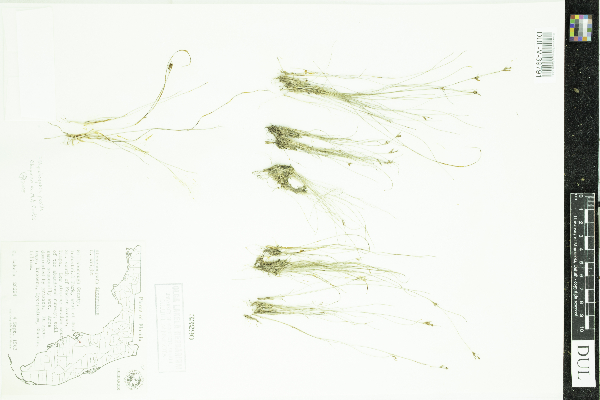 Rhynchospora pusilla image