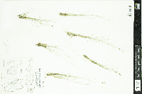 Rhynchospora pusilla image