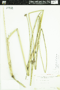 Schoenoplectus acutus image