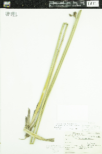 Schoenoplectus acutus image