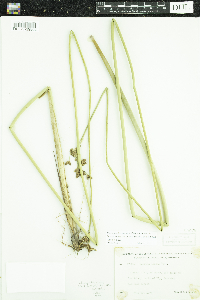 Schoenoplectus acutus image