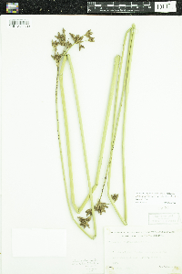 Schoenoplectus acutus image