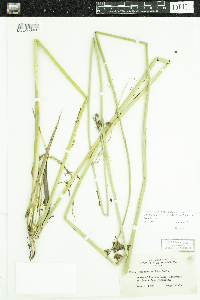 Schoenoplectus acutus image