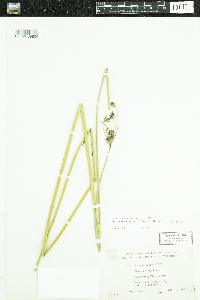 Schoenoplectus acutus image