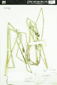 Schoenoplectus acutus image
