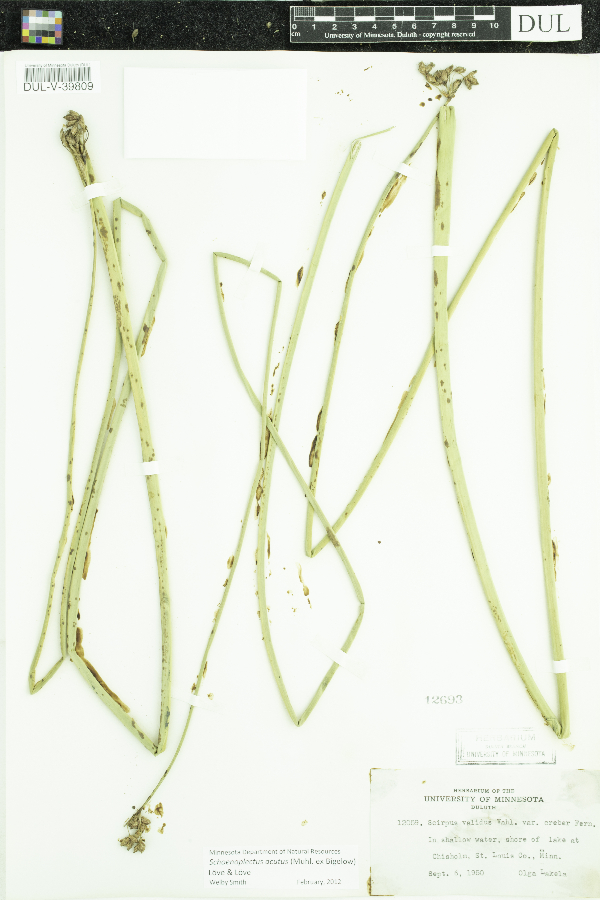 Schoenoplectus acutus image