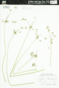 Schoenoplectus acutus image