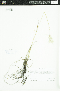 Eriophorum viridicarinatum image