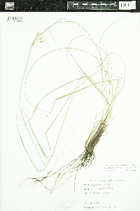 Eriophorum viridicarinatum image