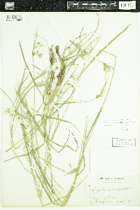 Eriophorum viridicarinatum image