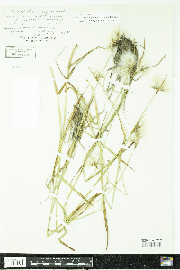 Eriophorum viridicarinatum image
