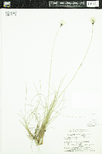 Eriophorum brachyantherum image