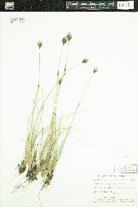Eriophorum brachyantherum image