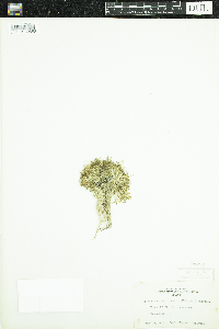 Kobresia simpliciuscula image