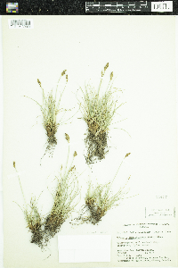 Kobresia simpliciuscula image