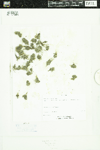 Lipocarpha micrantha image