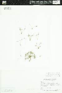 Lipocarpha micrantha image