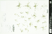 Lipocarpha micrantha image