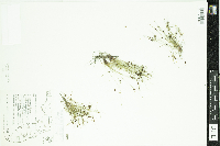 Lipocarpha micrantha image