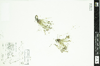 Lipocarpha micrantha image