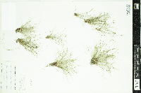 Lipocarpha micrantha image